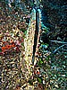 IMG_4172.JPG