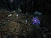 IMG_4210.JPG
