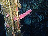 IMG_4243.JPG