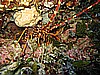IMG_4252.JPG