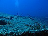 IMG_4296.JPG