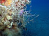 IMG_4335.JPG