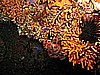 IMG_4405.JPG