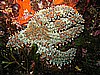IMG_4407.JPG