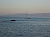 IMG_4416.JPG