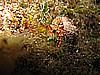 IMG_4435.JPG