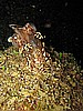 IMG_4439.JPG