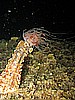 IMG_4442.JPG