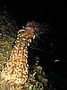 IMG_4445.JPG