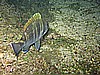 IMG_4451.JPG