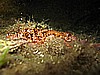 IMG_4456.JPG