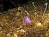 IMG_4462.JPG