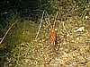 IMG_4482.JPG