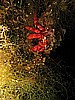 IMG_4499.JPG