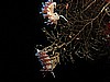 IMG_4509.JPG