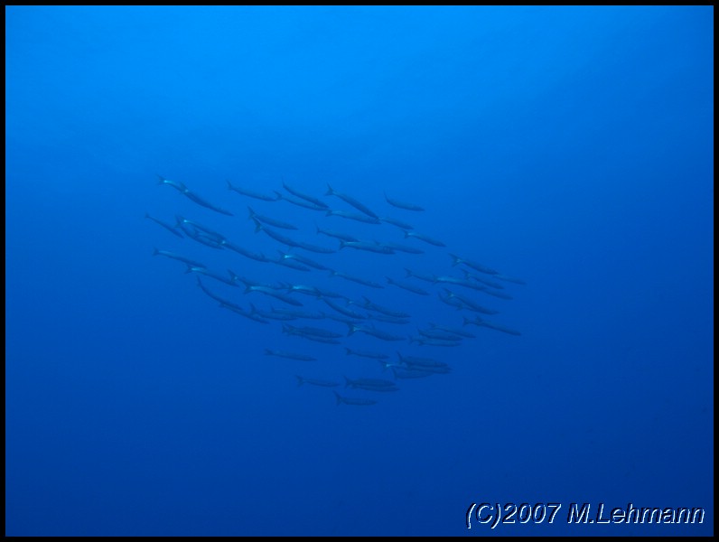 IMG_4576.JPG