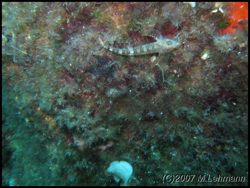 IMG_4629.JPG
