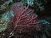 IMG_4519.JPG