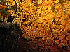 IMG_4542.JPG