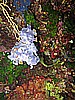 IMG_4545.JPG