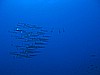 IMG_4575.JPG