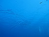IMG_4586.JPG