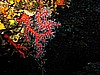 IMG_4681.JPG