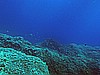 IMG_4706.JPG