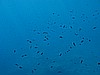 IMG_4737.JPG