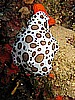 IMG_4743.JPG