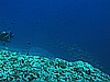 IMG_4796.JPG
