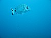 IMG_5335.JPG