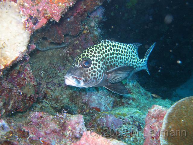 IMG_0213.JPG