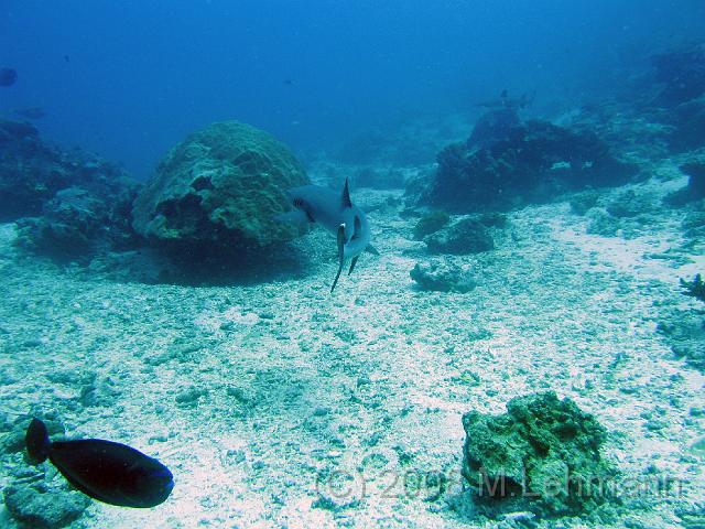 IMG_0467.JPG