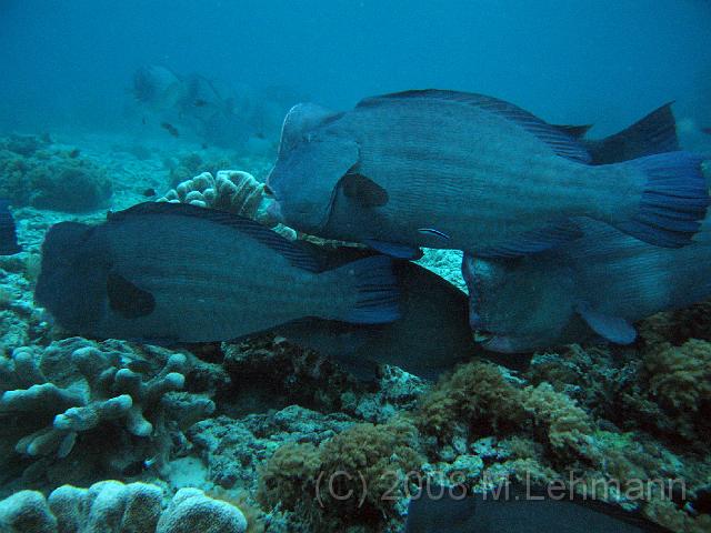 IMG_0847.JPG