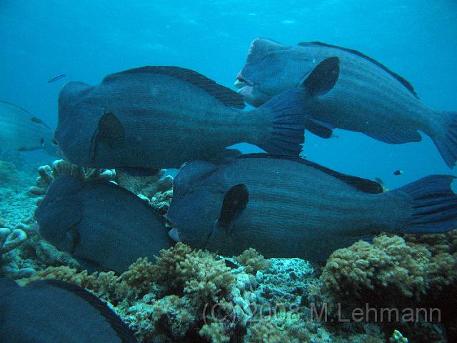 IMG_0848.JPG