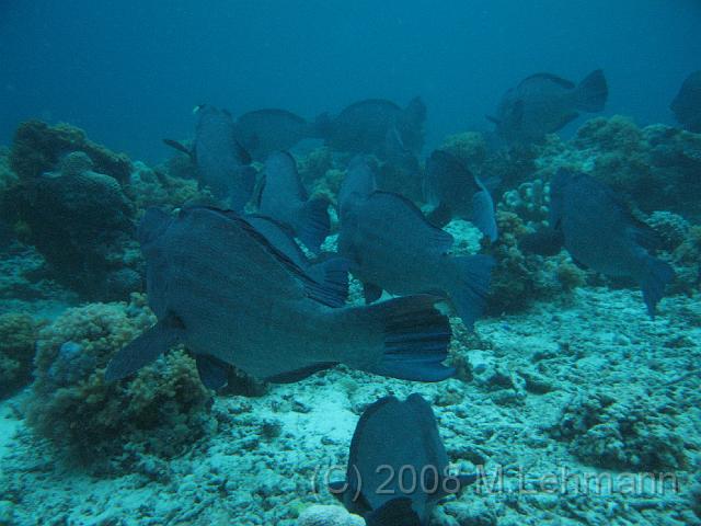 IMG_0852.JPG