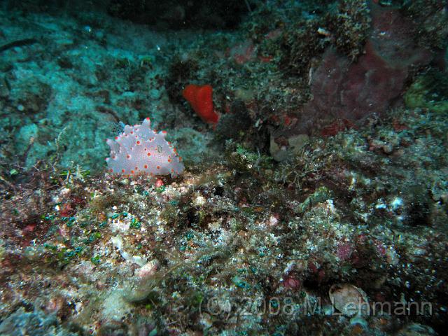 IMG_0916.JPG