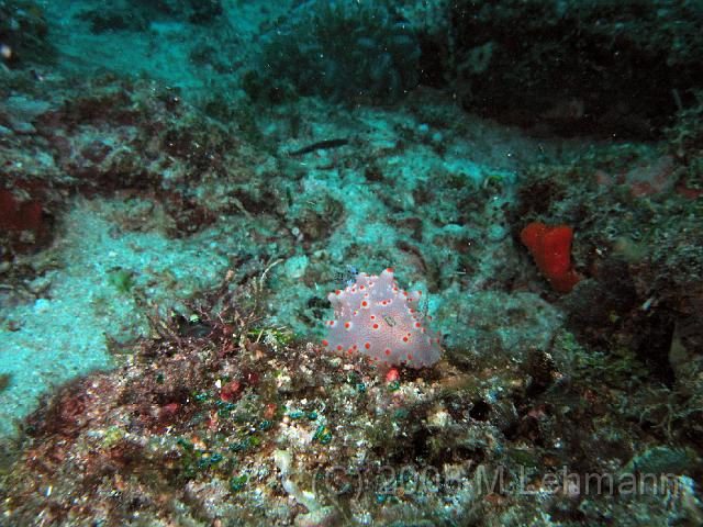 IMG_0919.JPG