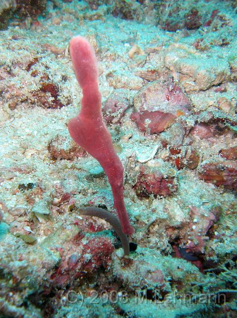 IMG_0955.JPG