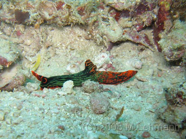 IMG_0964.JPG