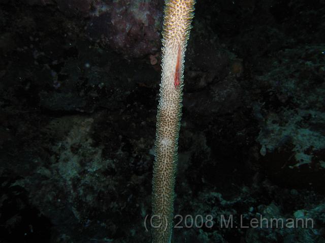 IMG_1075.JPG