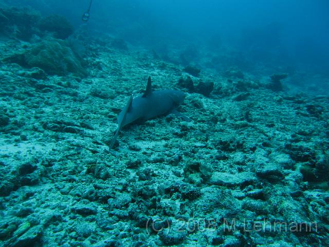 IMG_1157.JPG