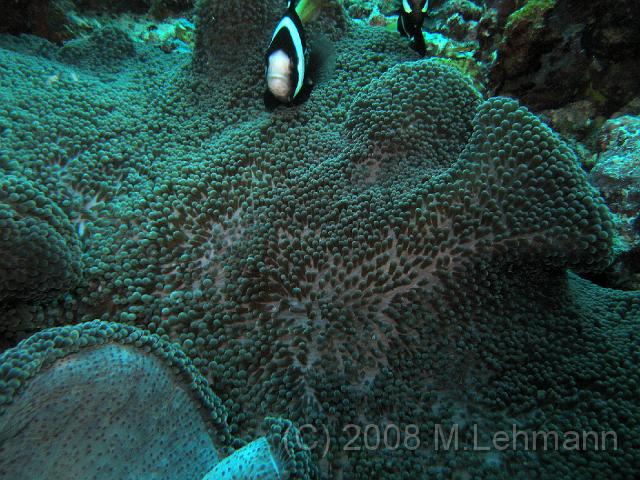 IMG_1161.JPG