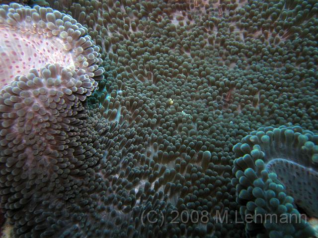 IMG_1163.JPG