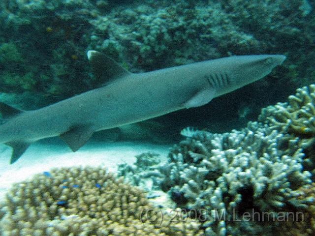 IMG_1174.JPG