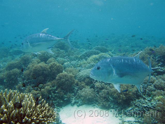 IMG_1178.JPG