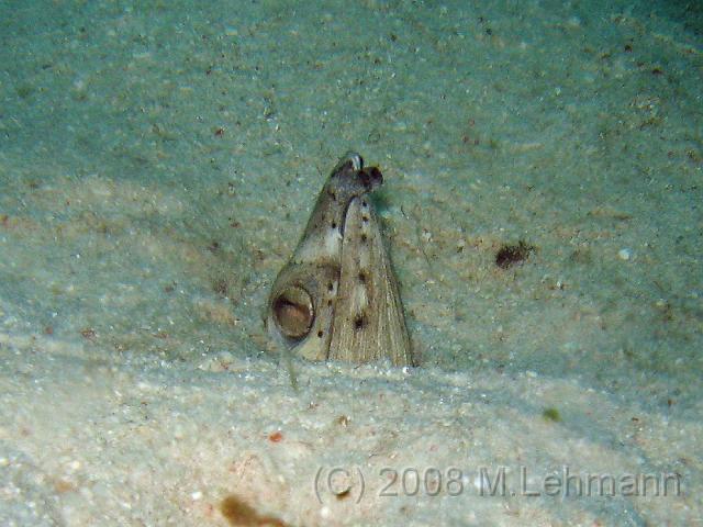 IMG_1296.JPG