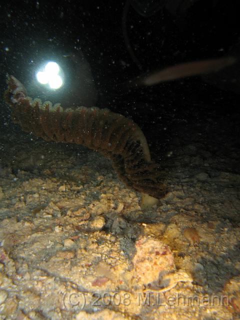 IMG_1390.JPG