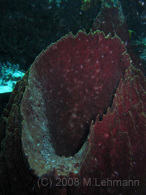 IMG_1518.JPG